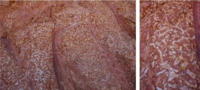 ​辛追夫人的真实历史（辛追夫人是谁的夫人）