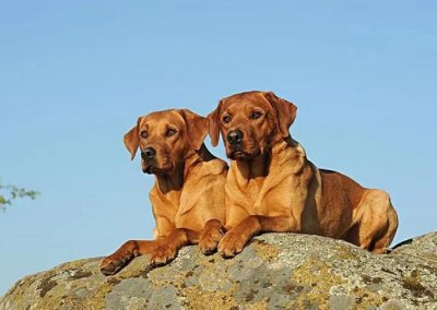 ​拉布拉多犬的6大缺点，你能接受吗？